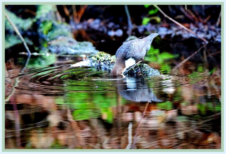 Zwartbuik waterspreeuw - Vogels - Zwartbuikwaterspreeuw
