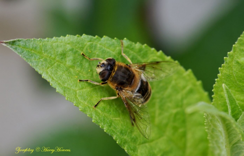 Zweefvlieg - Geleedpotigen - Zweefvlieg