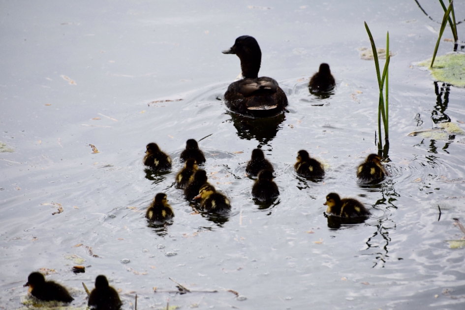 14 pulletjes - Vogels - 