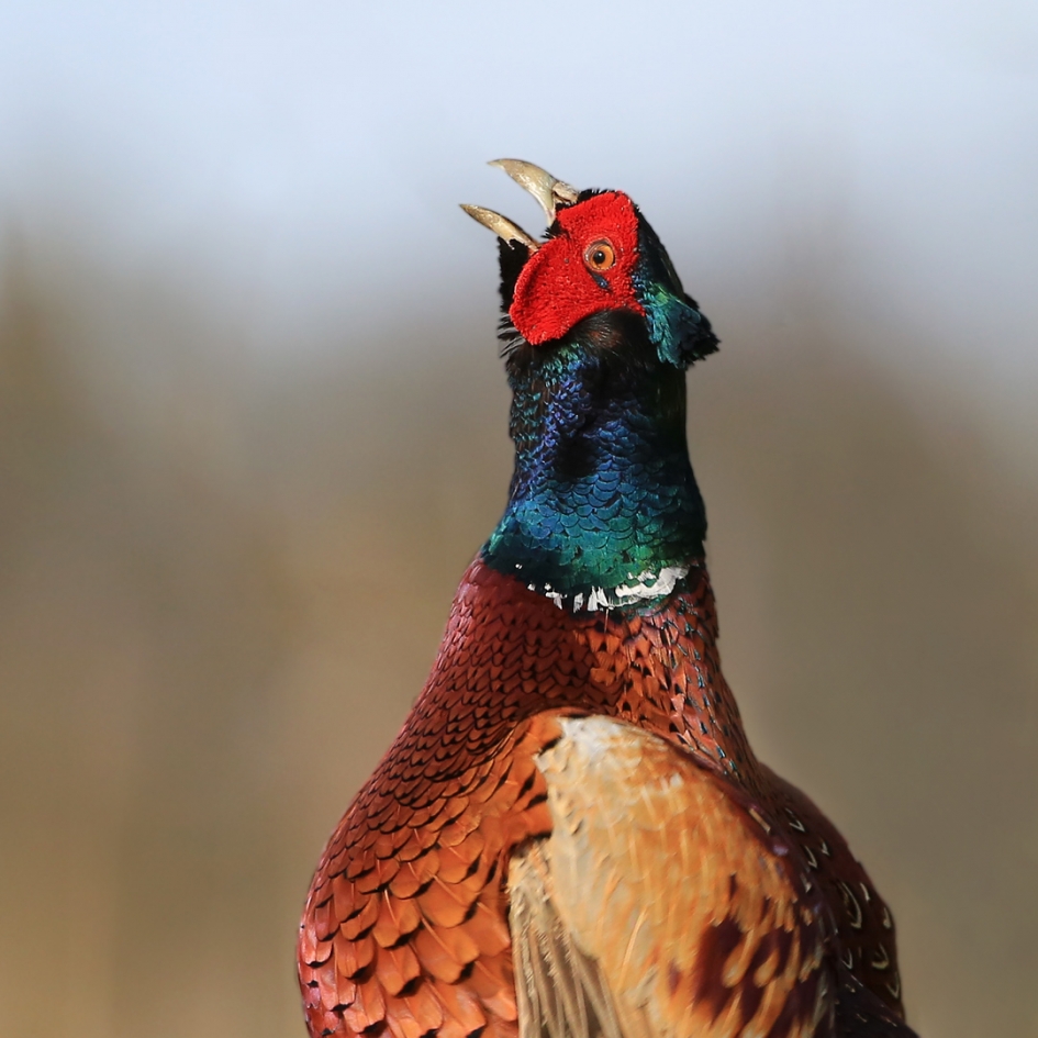 ... de haan kraaide. - Vogels - Fazant