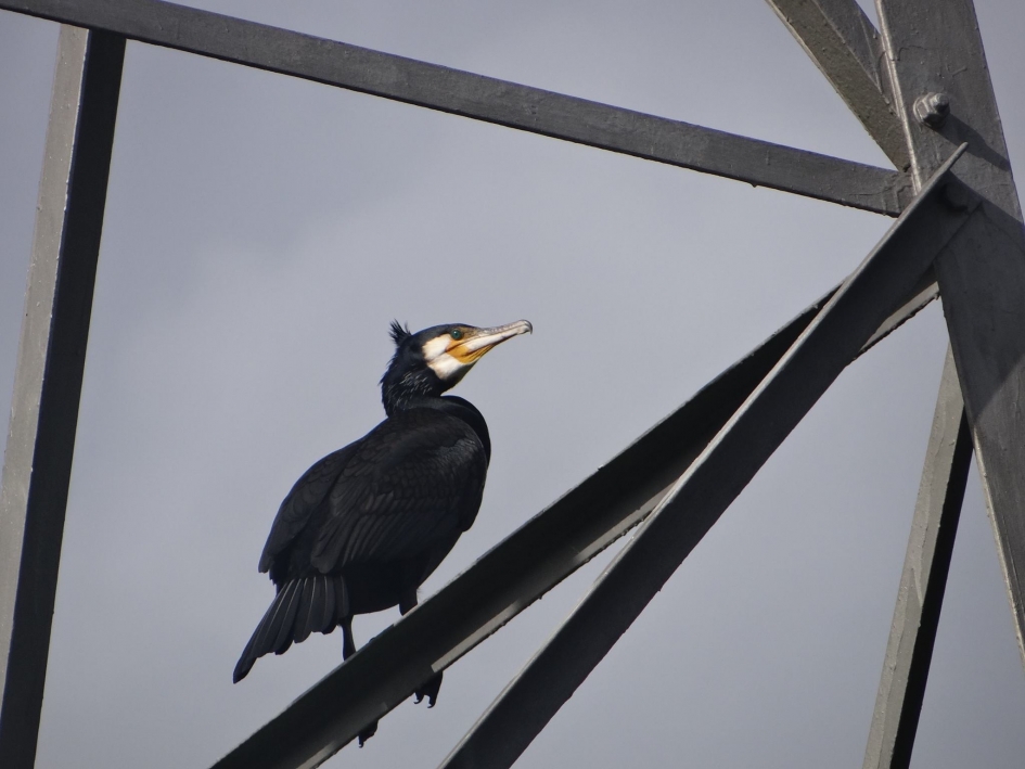 Aalscholver - Vogels - Aalscholver
