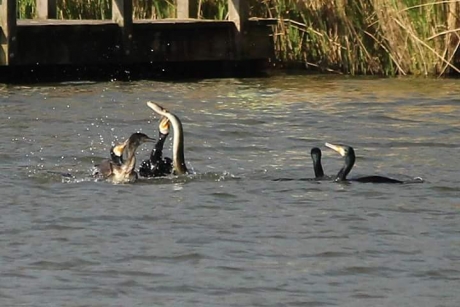 Aalscholver vangt paling