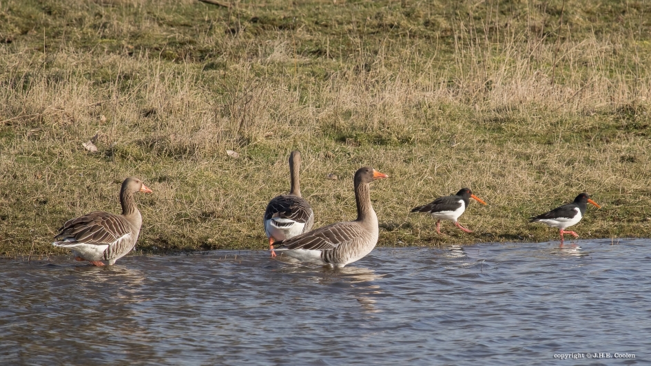 Aan de wandel - Vogels - 