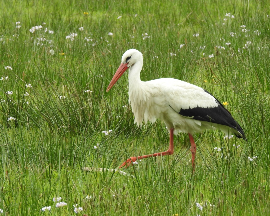 Aan de wandel - Vogels - Ooievaar