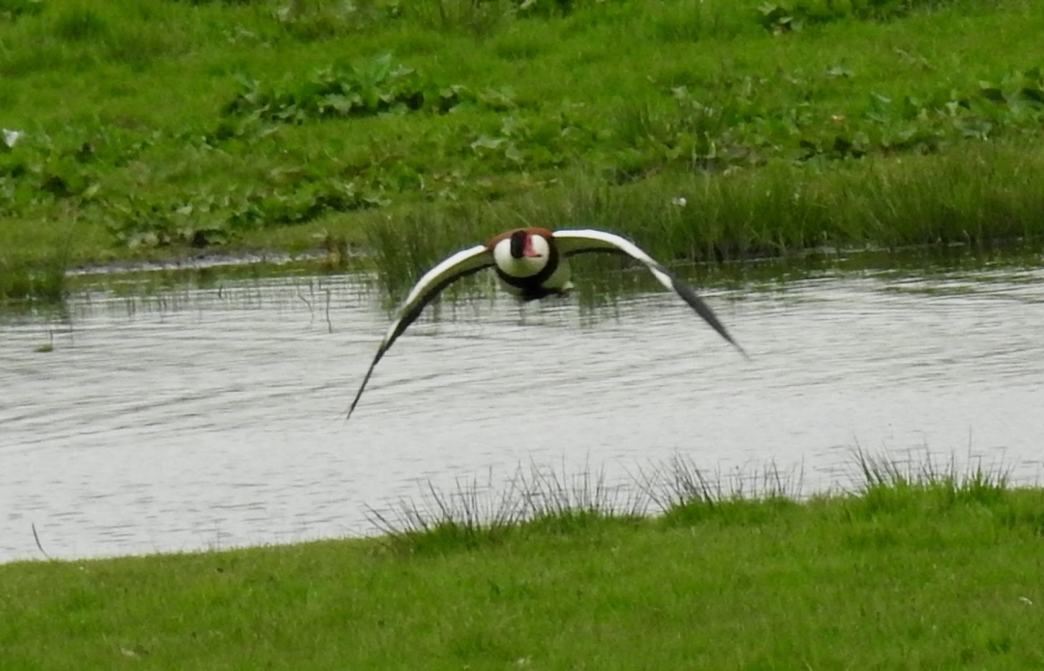 Aanvliegende bergeend - Vogels - Bergeend