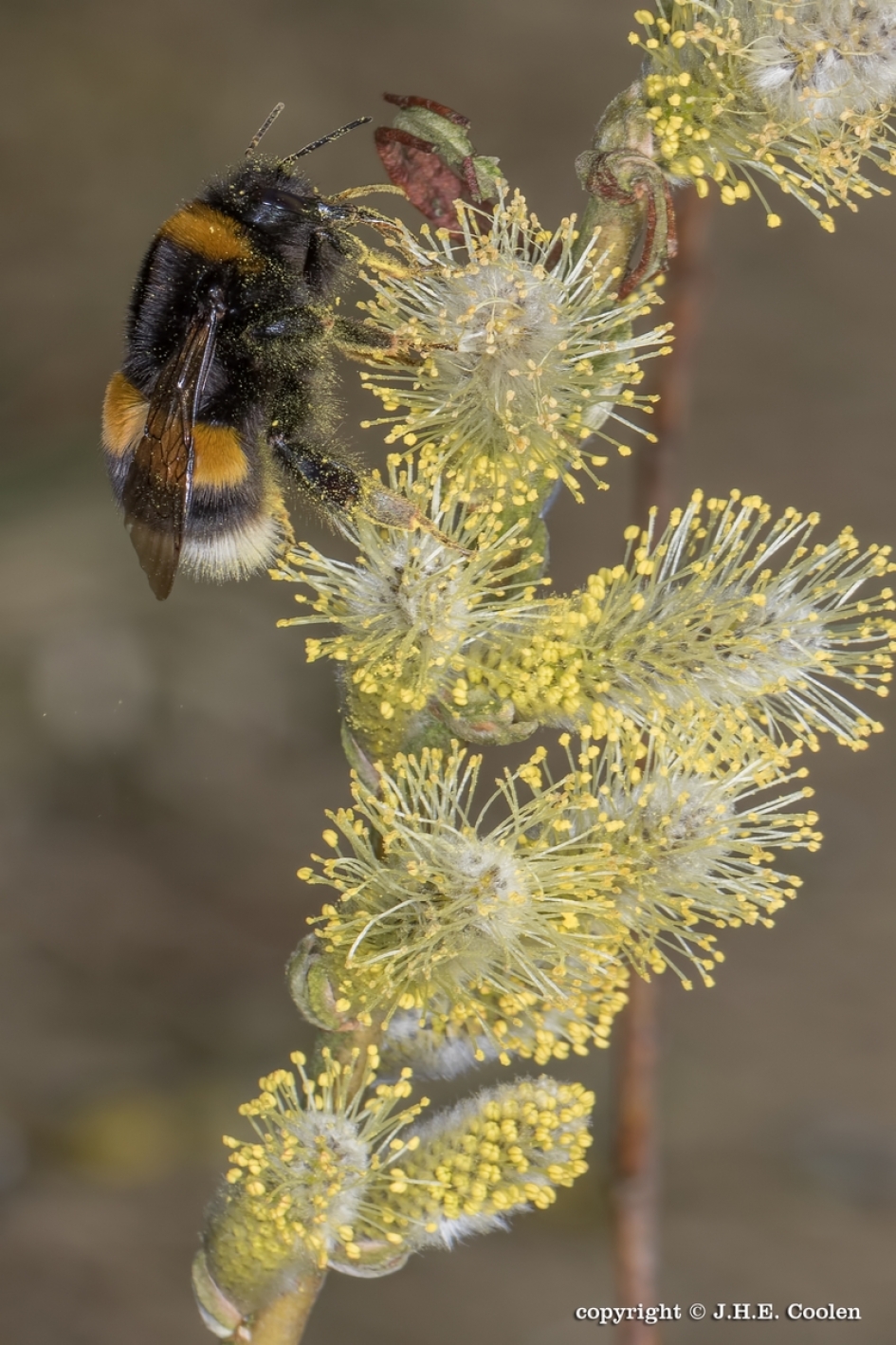 Aardhommel - Geleedpotigen - Aardhommel