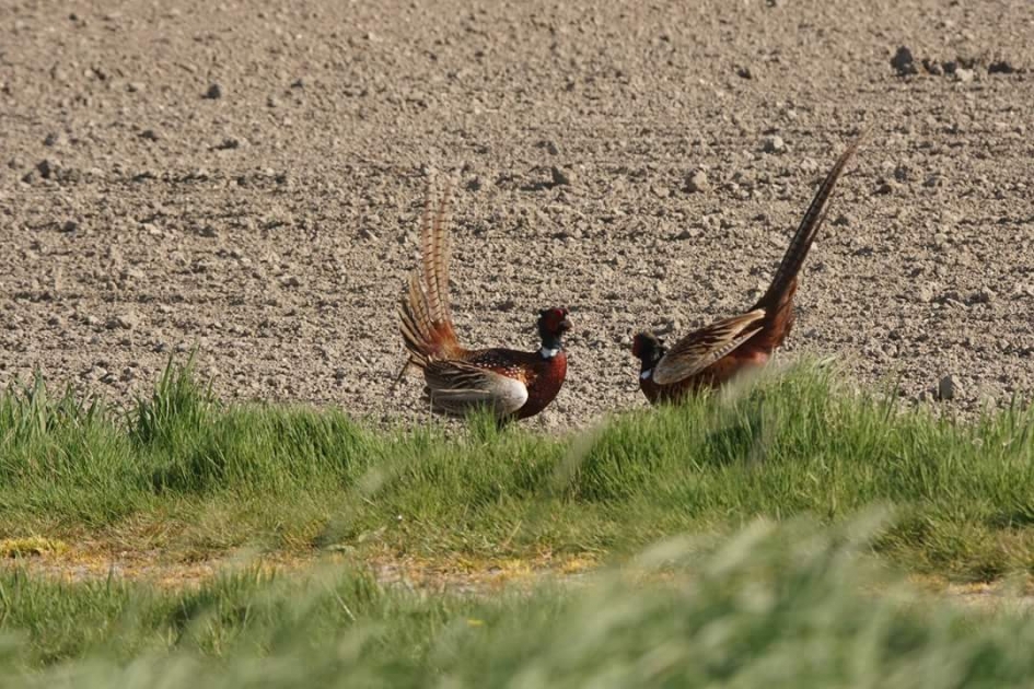 Aftasten - Vogels - Fazant