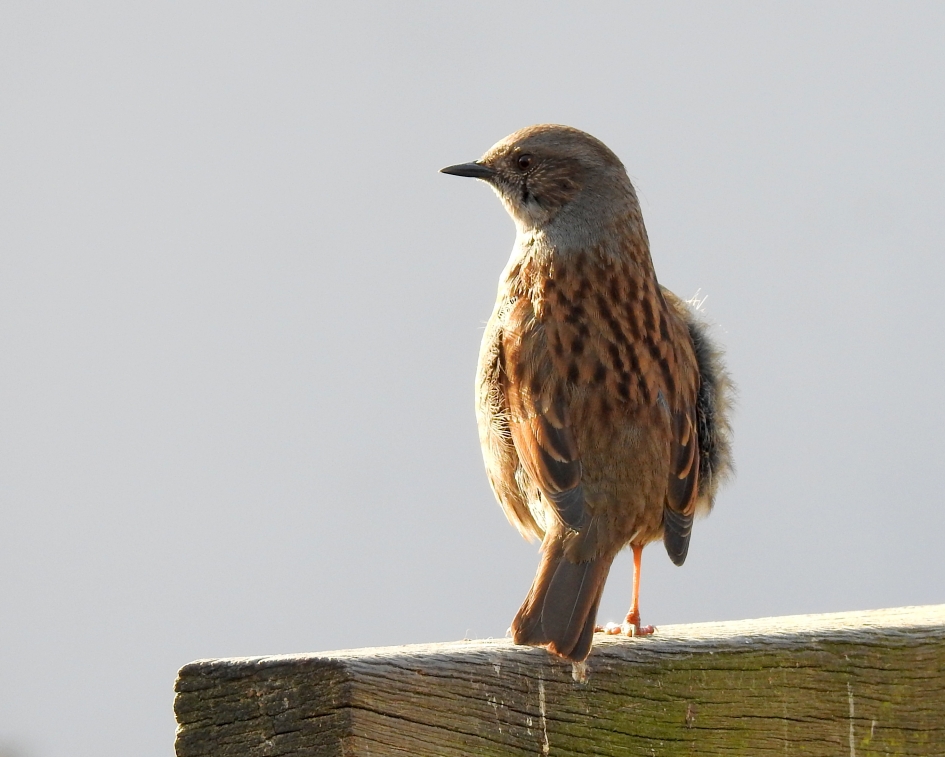 Alert - Vogels - Heggenmus