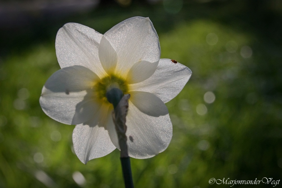 Allemaal beestjes - Planten - Narcis