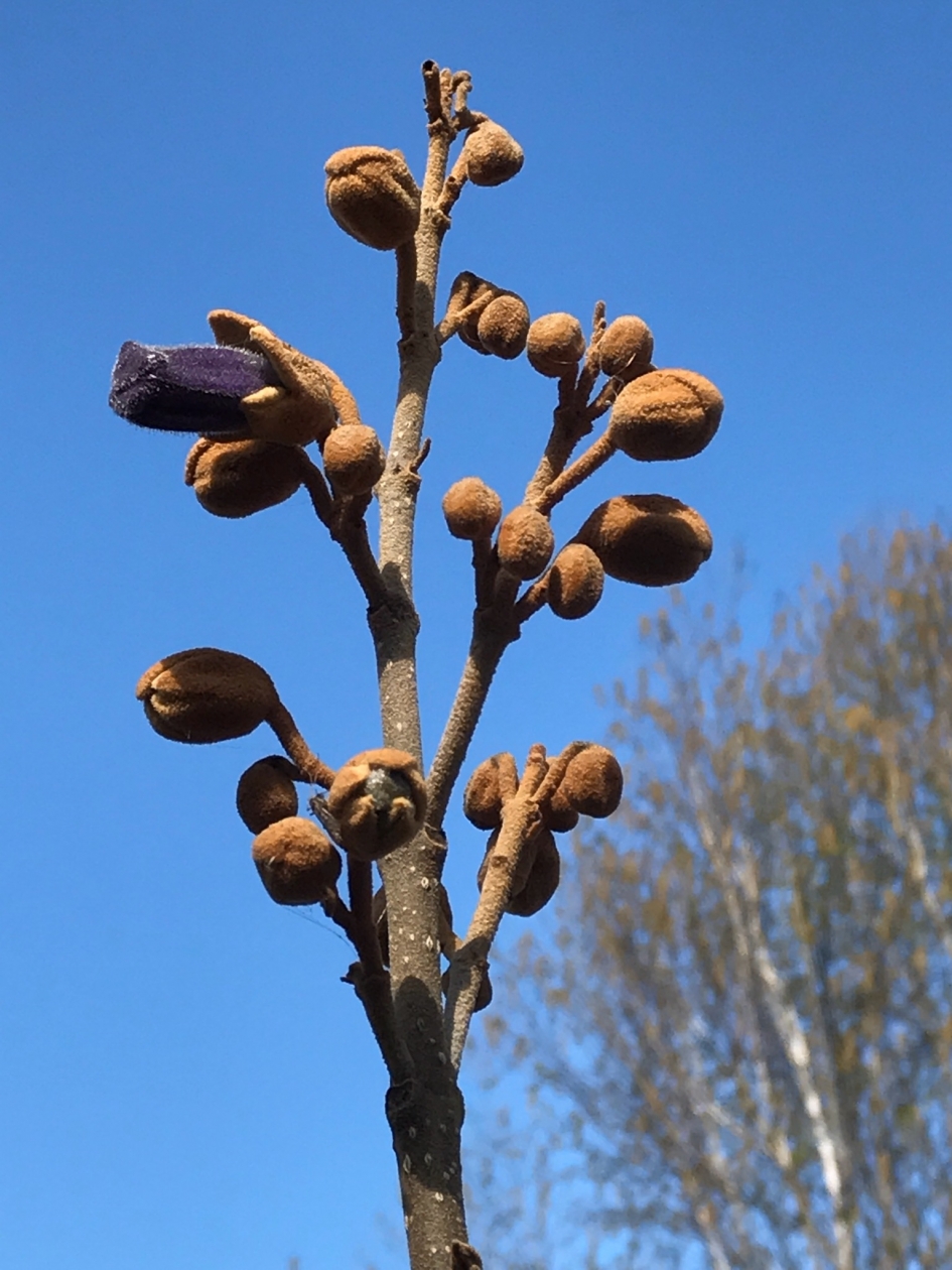 Anna Paulowna boom in knop! - Planten - 