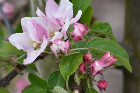 Appelbloesem