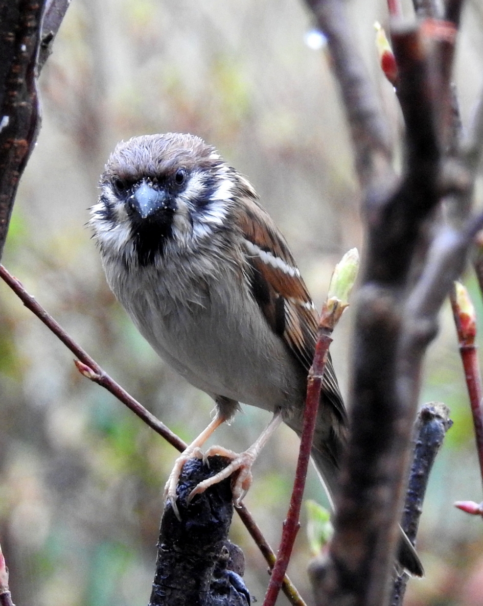 April doet wat hij wil - Vogels - Ringmus