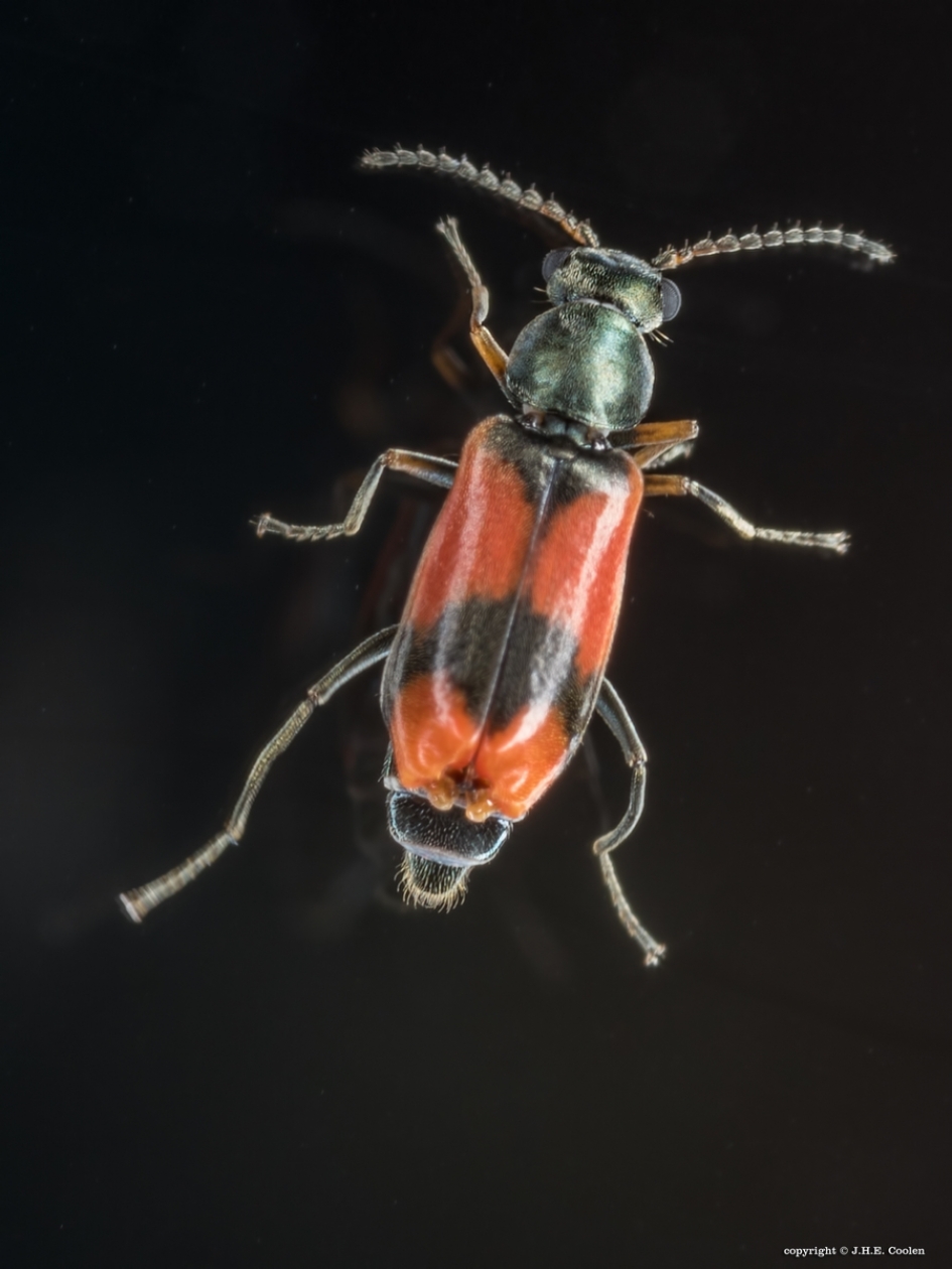 Bastaard weekschilkever - Geleedpotigen - Bastaard weekschilkever