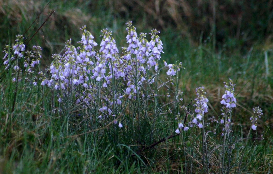Bedauwde veldbloemen - Planten - veldbloemen