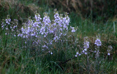 Bedauwde veldbloemen
