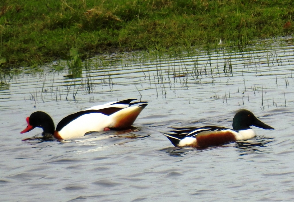 Bergeend en Slobeend - Vogels - Bergeend en Slobeend