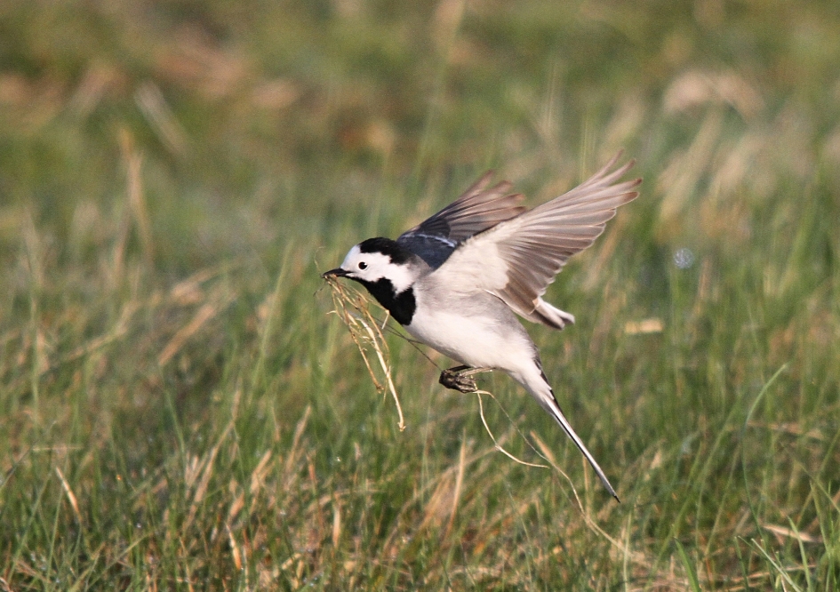 Bezig met nieuw leven - Vogels - Kwikstaart