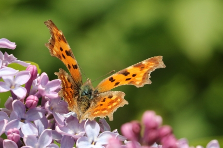 Bezoek aan de sering