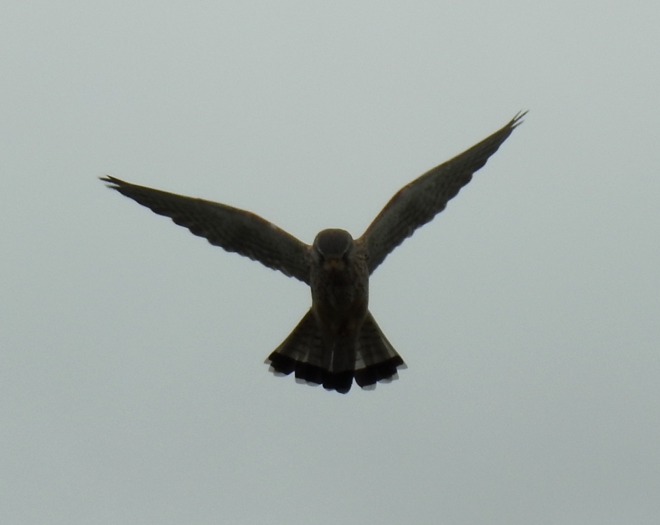 Biddende torenvalk   mannetje - Vogels - Torenvalk