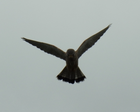 Biddende torenvalk   mannetje