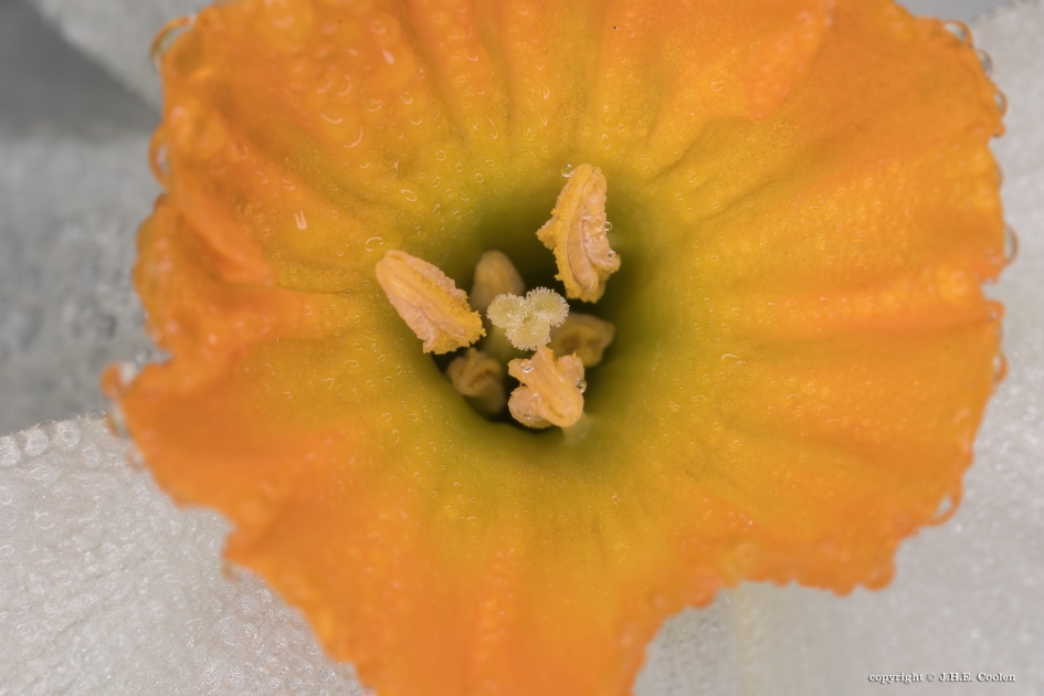 Bijna pasen - Planten - 