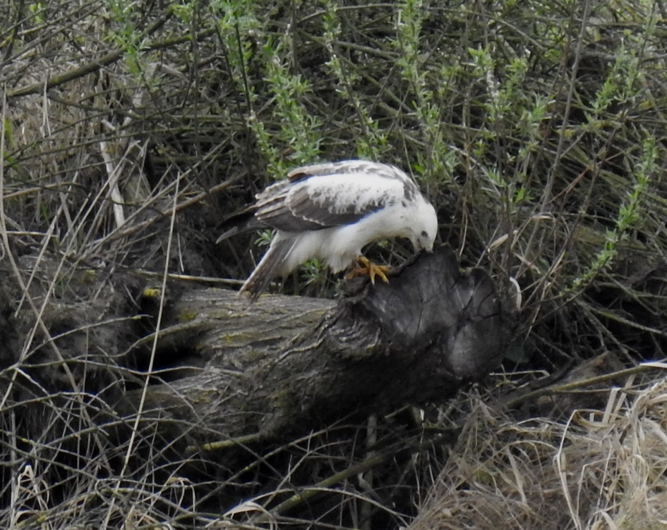 Bijna witte buizerd - Vogels - Buizerd