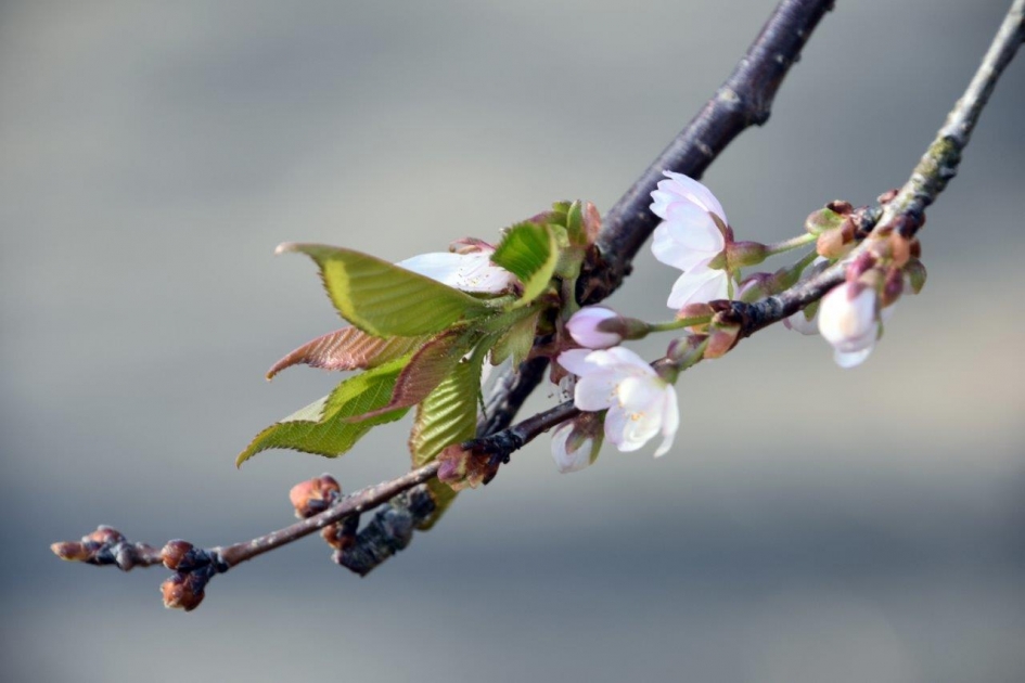 Blad na de bloesem - Planten - 