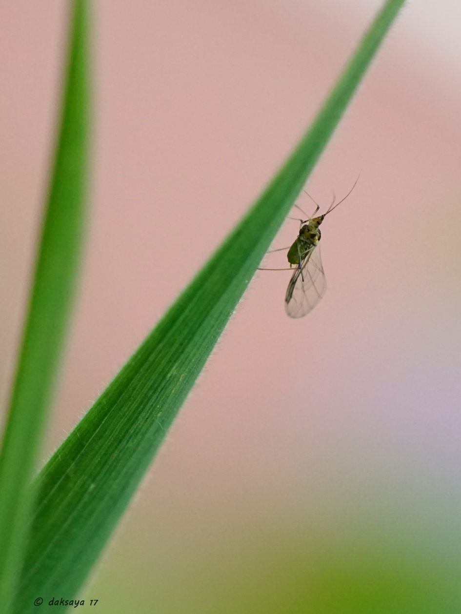 Bladluisje - Geleedpotigen - 