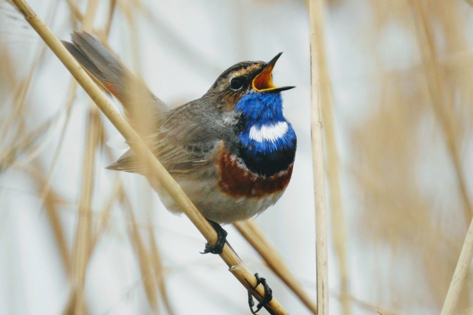 Blauwborst - Vogels - Blauwborst