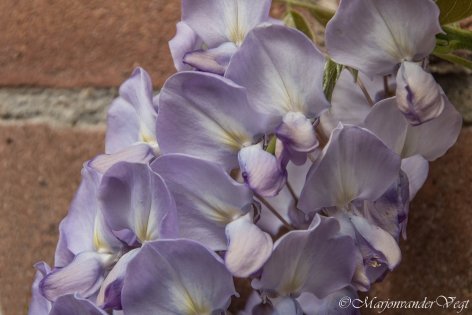 Blauwe regen - Planten - Blauwe regen