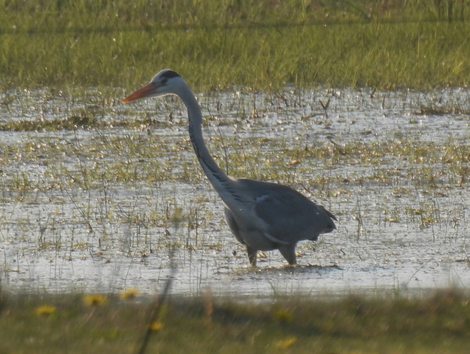 Blauwe reiger speurt naar prooi - Vogels - Blauwe reiger