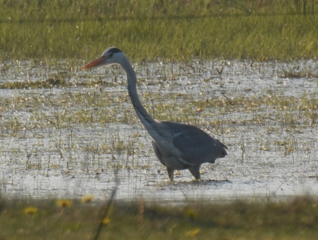 Blauwe reiger speurt naar prooi