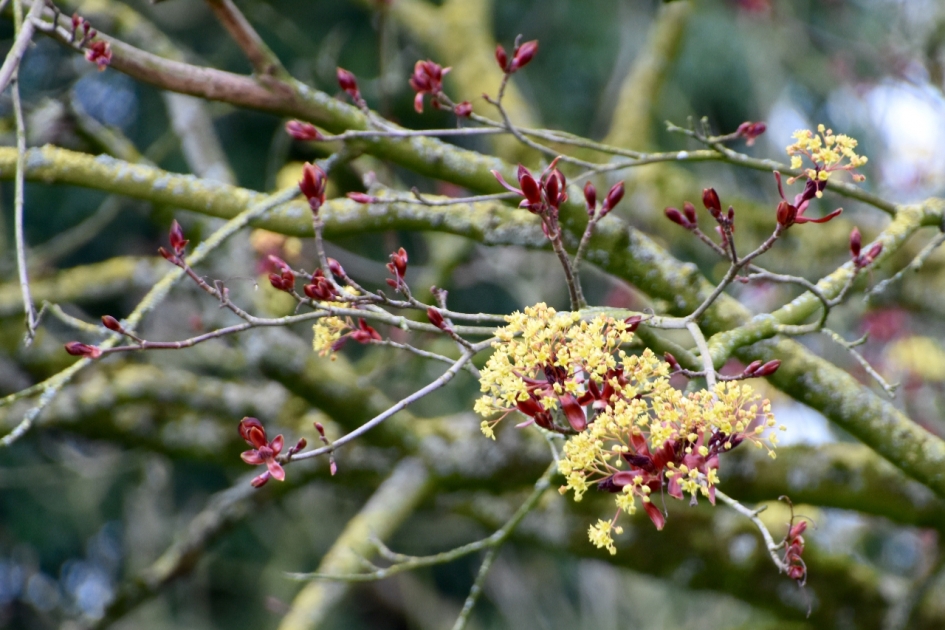 Bloeiende boom - Planten - 