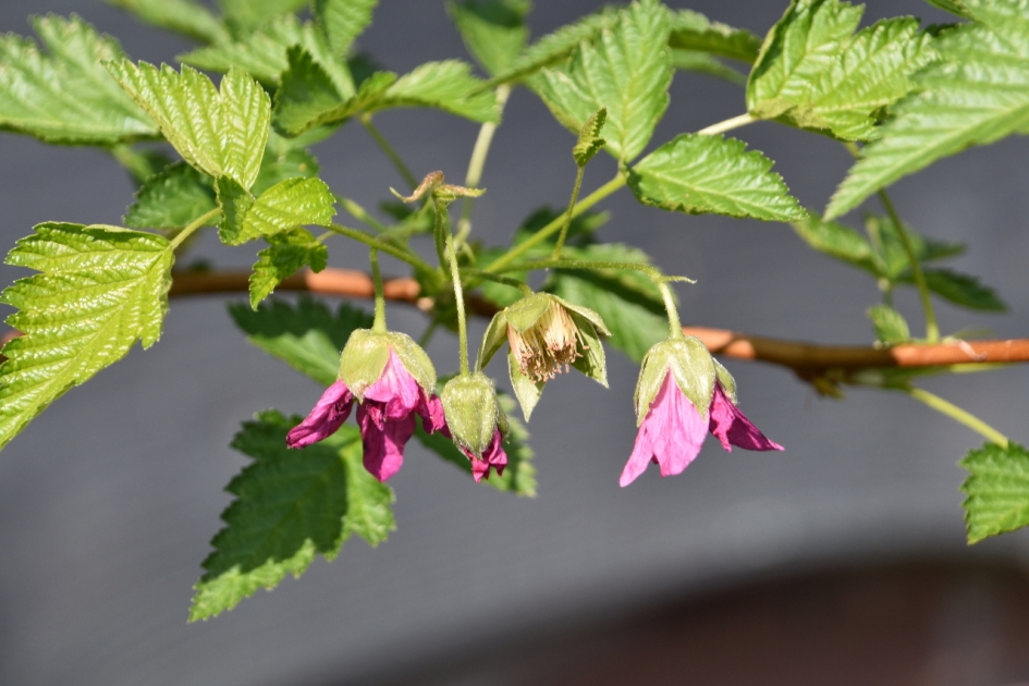Bloemetje van de Framboos - Planten - 