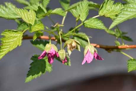 Bloemetje van de Framboos