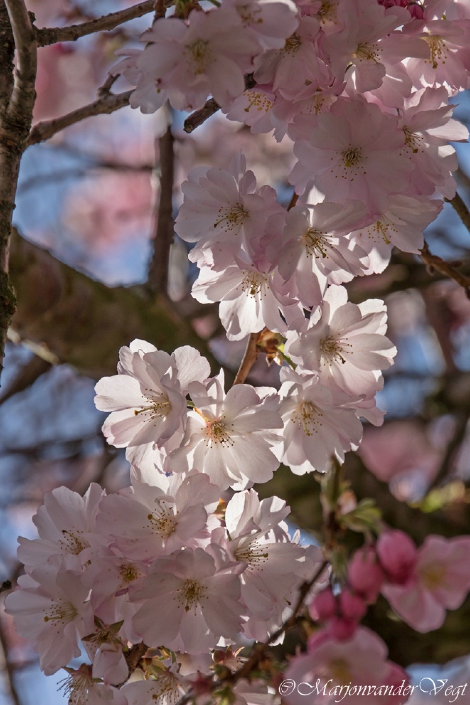 Bloesem - Planten - bloesem
