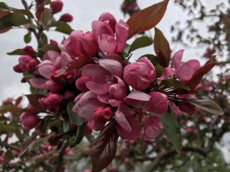 Bloesem van sierappeltje