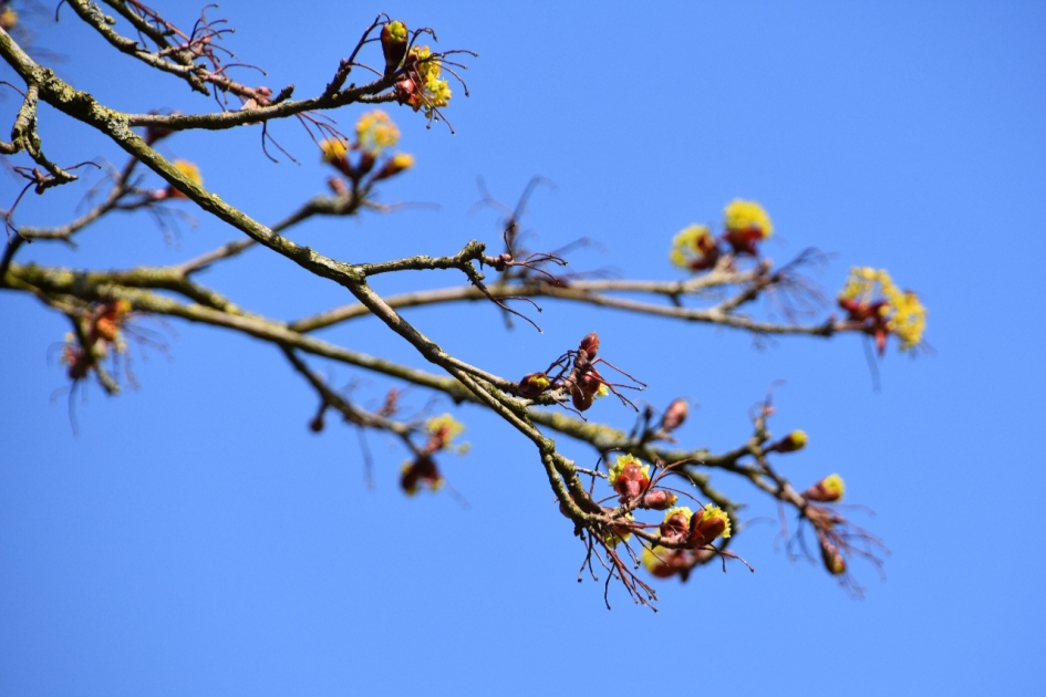 Bomen lopen uit - Planten - 
