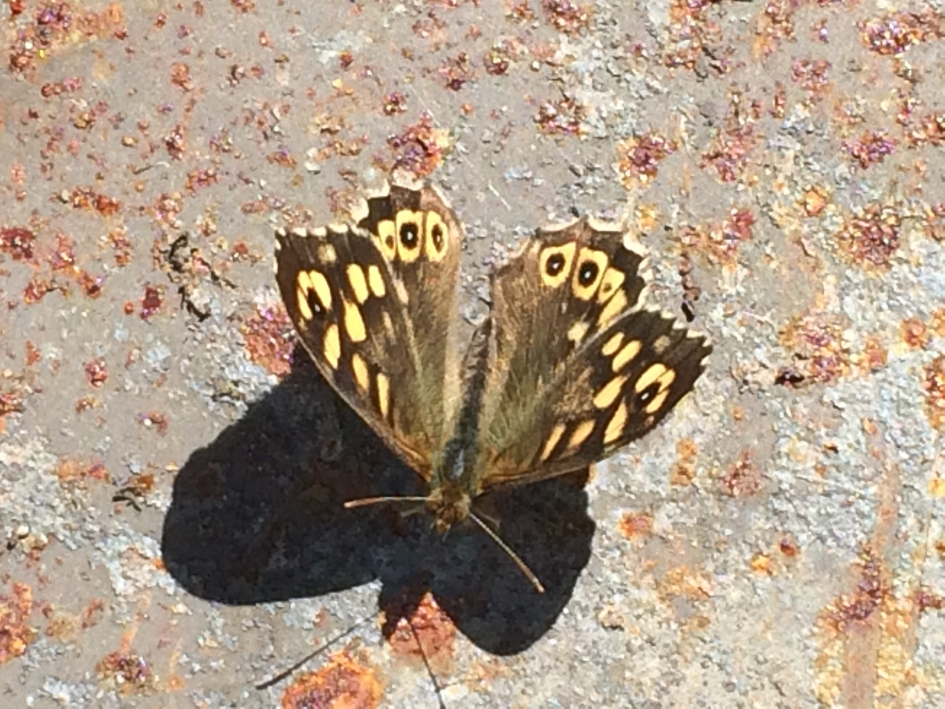 Bont zandoogje - Overig - 