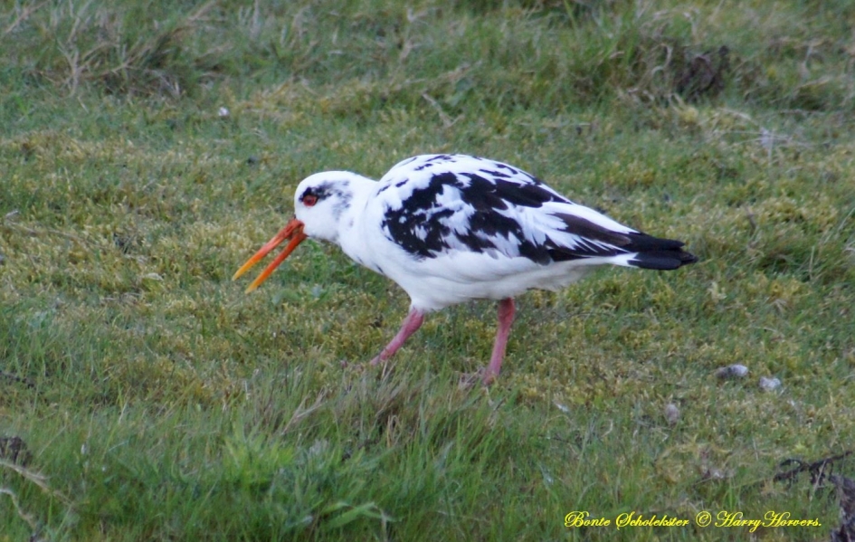 Bonte Scholekster - Vogels - 