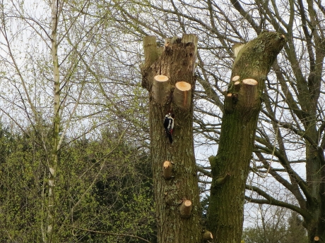 Bonte Specht maakt een nieuw nest.