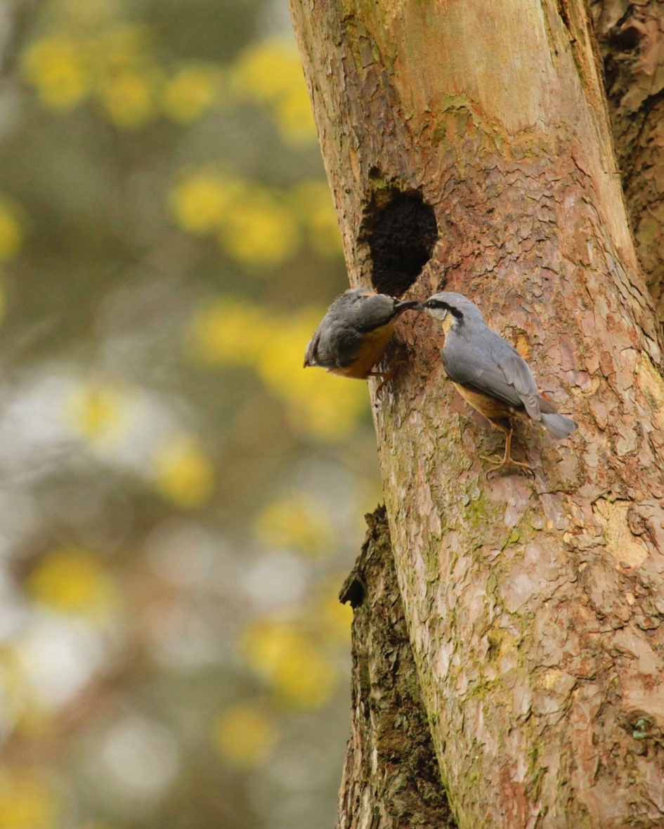 Boomklevers - Vogels - 