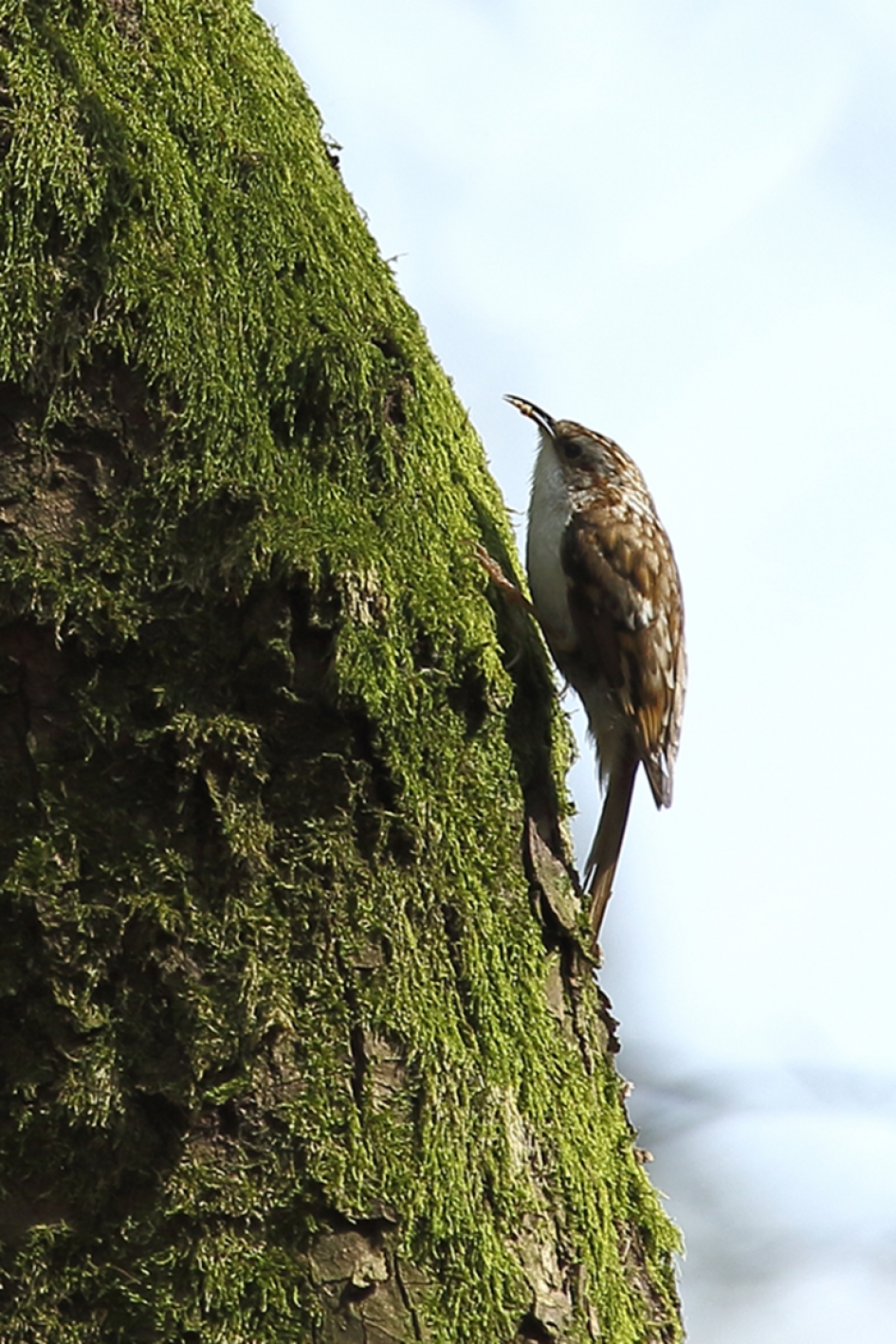 boomkruiper - Vogels - 