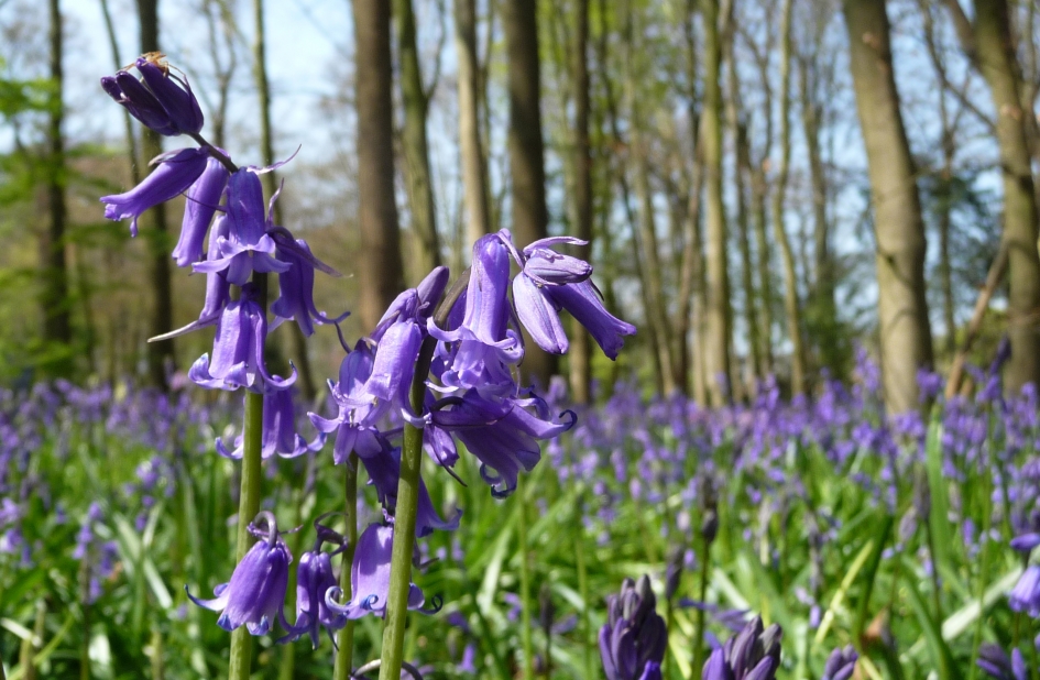 Boshyacinten - Planten - boshyacint of wilde hyacint