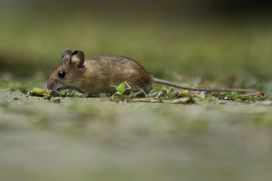 bosmuis - Zoogdieren - 