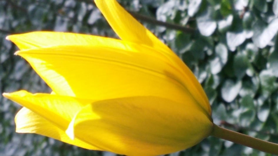 Bostulp - Planten - Bostulp