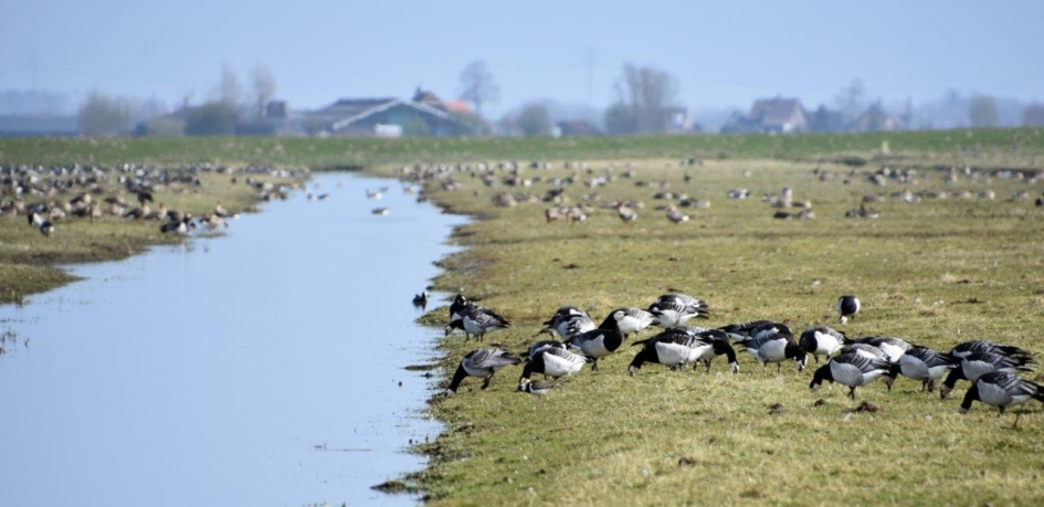 Brandganzen - Vogels - 