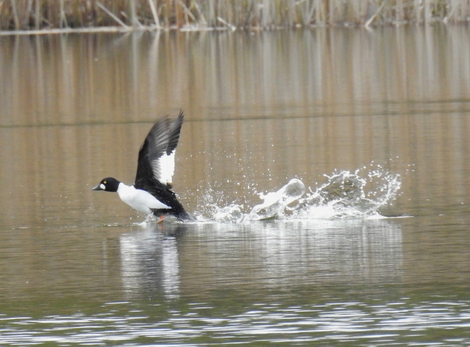 Brilduiker gaat de lucht in - Vogels - Brilduiker