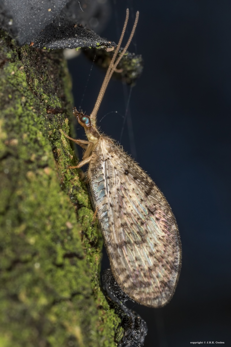 Bruine gaasvlieg - Geleedpotigen - Bruine gaasvlieg