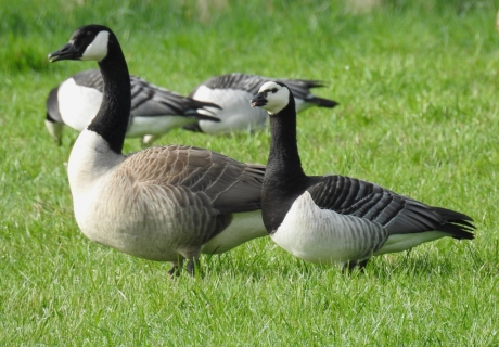 Canadese gans met brandgans